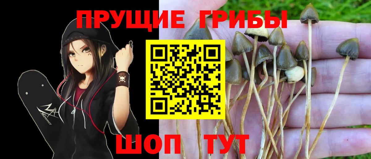 Псилоцибиновые грибы Psilocybe Арзамас
